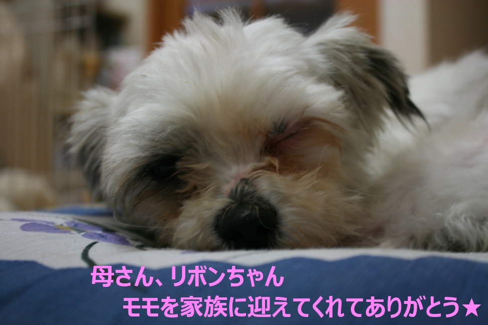 モモちゃん 新生活スタート!_f0242002_95431.jpg