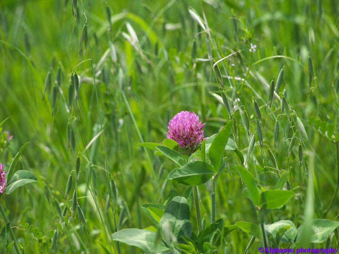 2014年5月4日　LUMIX G 100-300mm_a0060403_10462824.jpg