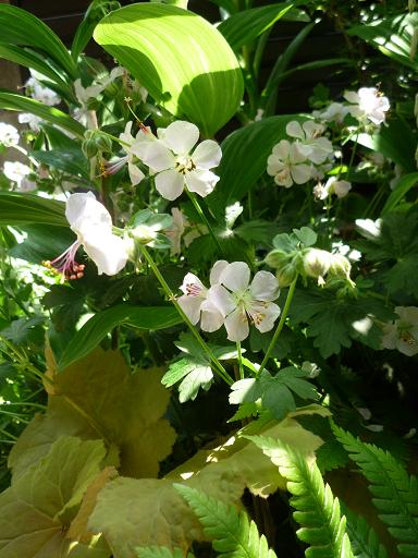 初めての開花！アントニアドルモアとシェードの様子_e0234004_04317.jpg