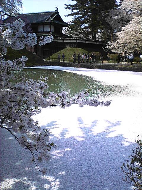 ☆弘前公園　桜の日々_b0128805_1344328.jpg
