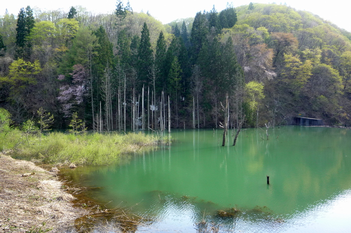 山が萌え、微笑み始めた～　Ⅱ_a0214206_2253133.jpg