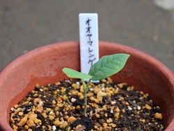 オオヤマレンゲ 草取り頑張りました 思いつくままに