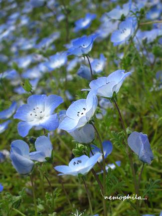 花と緑あふれるヨーロピアンな世界に♪_c0098807_2242186.jpg