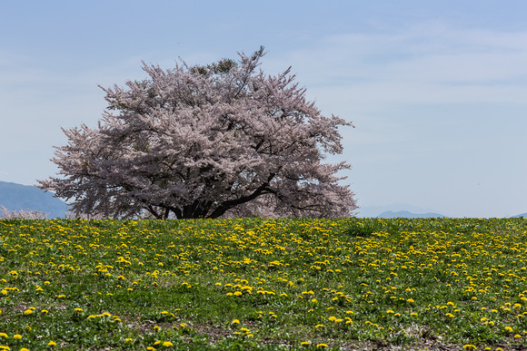 春の信州へ　その１_f0302208_14272133.jpg