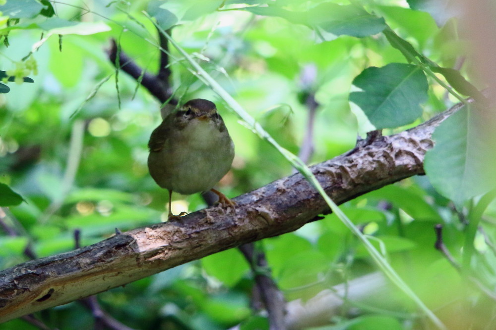 金沢へ鳥見（2014年5月6日）_f0235311_232018.jpg