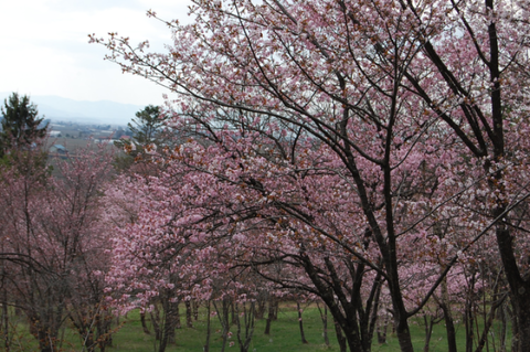 キトウシ森林公園_a0114514_19262884.png