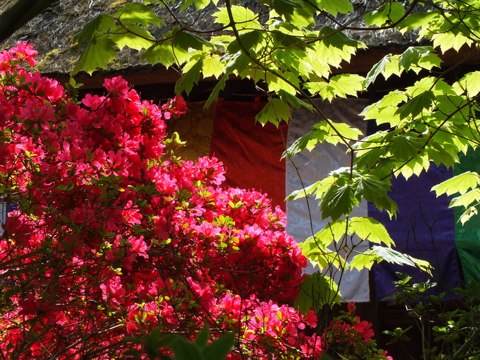 つつじ　塩船観音寺_b0268615_15254522.jpg