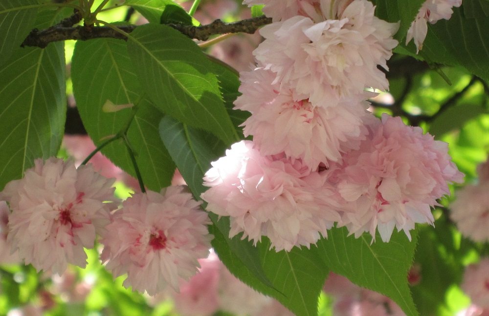 来迎寺　菊さくら_c0094218_22271977.jpg