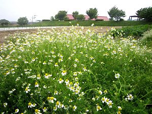 雨の田園ウォーキング_d0120421_830476.jpg