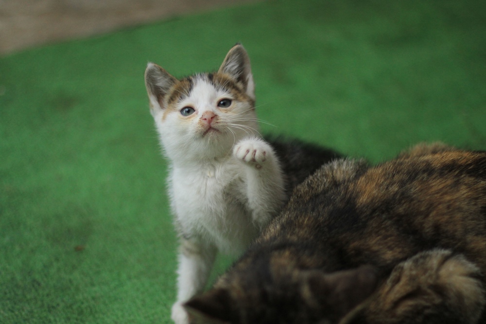 無邪気な子猫たち（わたしのお気に入り）_a0076825_19425813.jpg