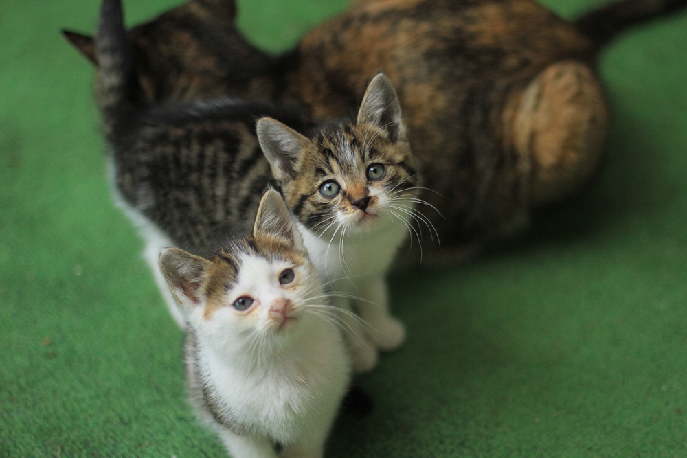 無邪気な子猫たち（わたしのお気に入り）_a0076825_19441769.jpg