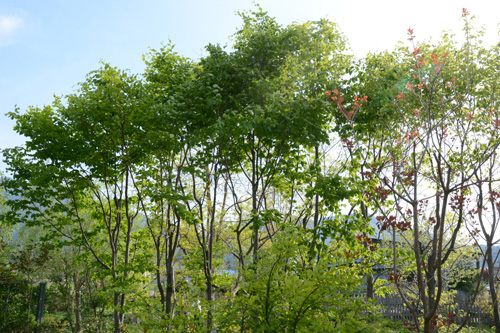 c0107129_1939864.jpg
