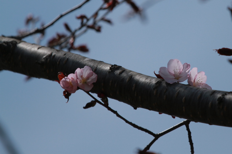 桜開花_f0009433_1529989.jpg