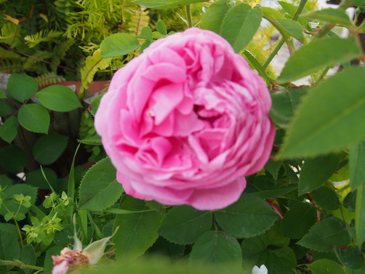 夜中の仕事 薔薇の花の塩漬け ポルトガル便り ヨーロッパ偏見 ひんがら 日記 夜中の仕事 薔薇の花の塩漬け ポルトガル便り ヨーロッパ偏見 ひんがら 日記
