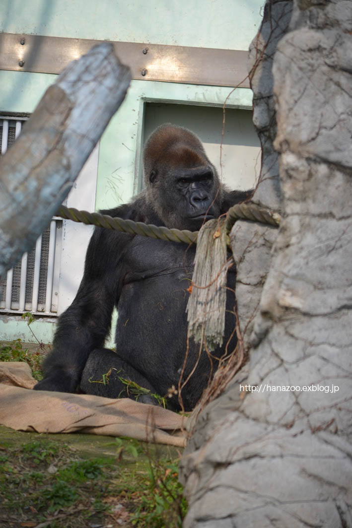 ニシゴリラのビンドンさん（福岡市動物園）_b0245634_15335834.jpg