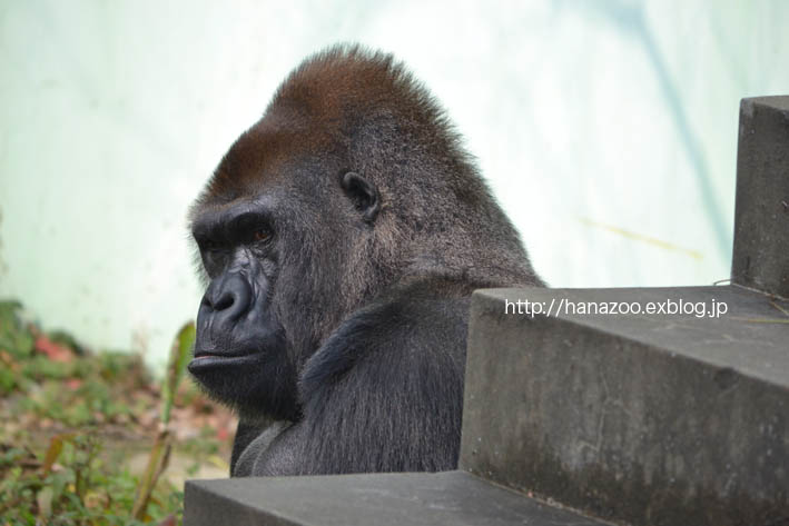 ニシゴリラのビンドンさん（福岡市動物園）_b0245634_15371275.jpg