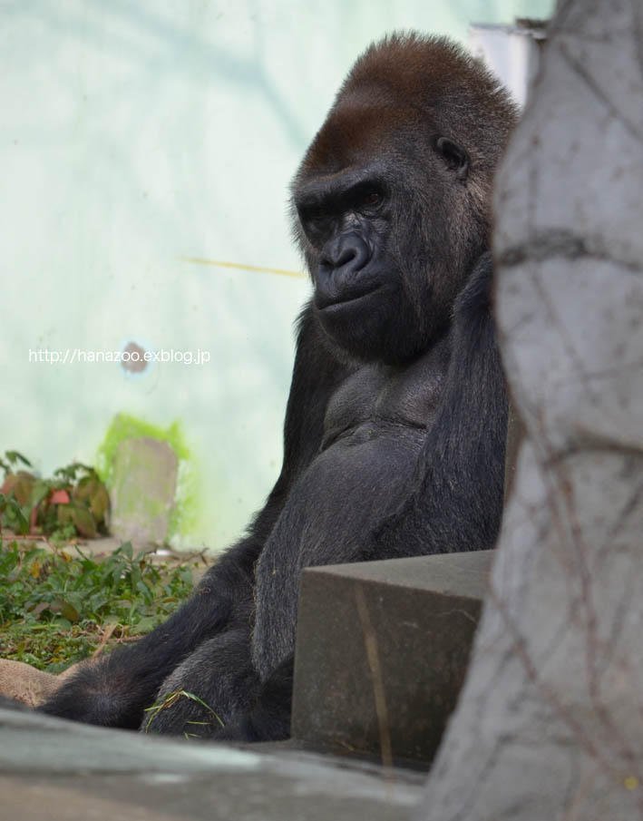 ニシゴリラのビンドンさん（福岡市動物園）_b0245634_15385820.jpg