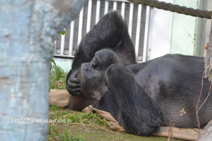 ニシゴリラのビンドンさん（福岡市動物園）_b0245634_15414358.jpg