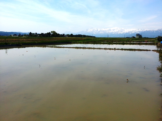 f0131535_12174524.jpg