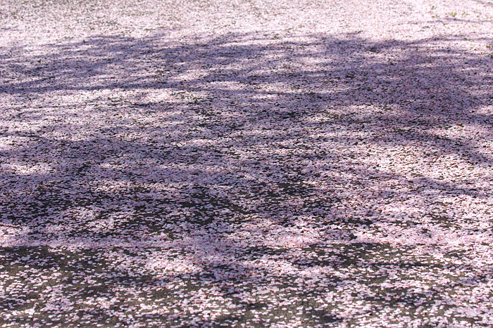 c0067040_2364569.jpg