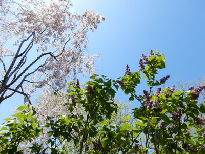 さくら名所100選の公園・・山歩き_a0142343_10544463.jpg