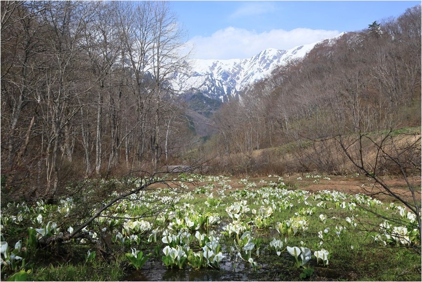 白馬の花旅　Ⅰ_e0091347_19245968.jpg