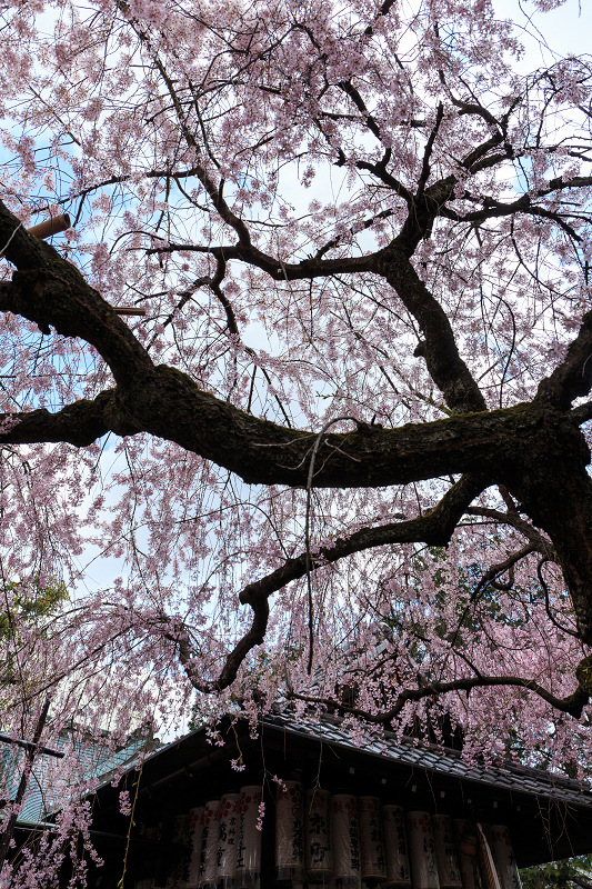 桜めぐり（水火天満宮・本法寺）_f0155048_20133764.jpg