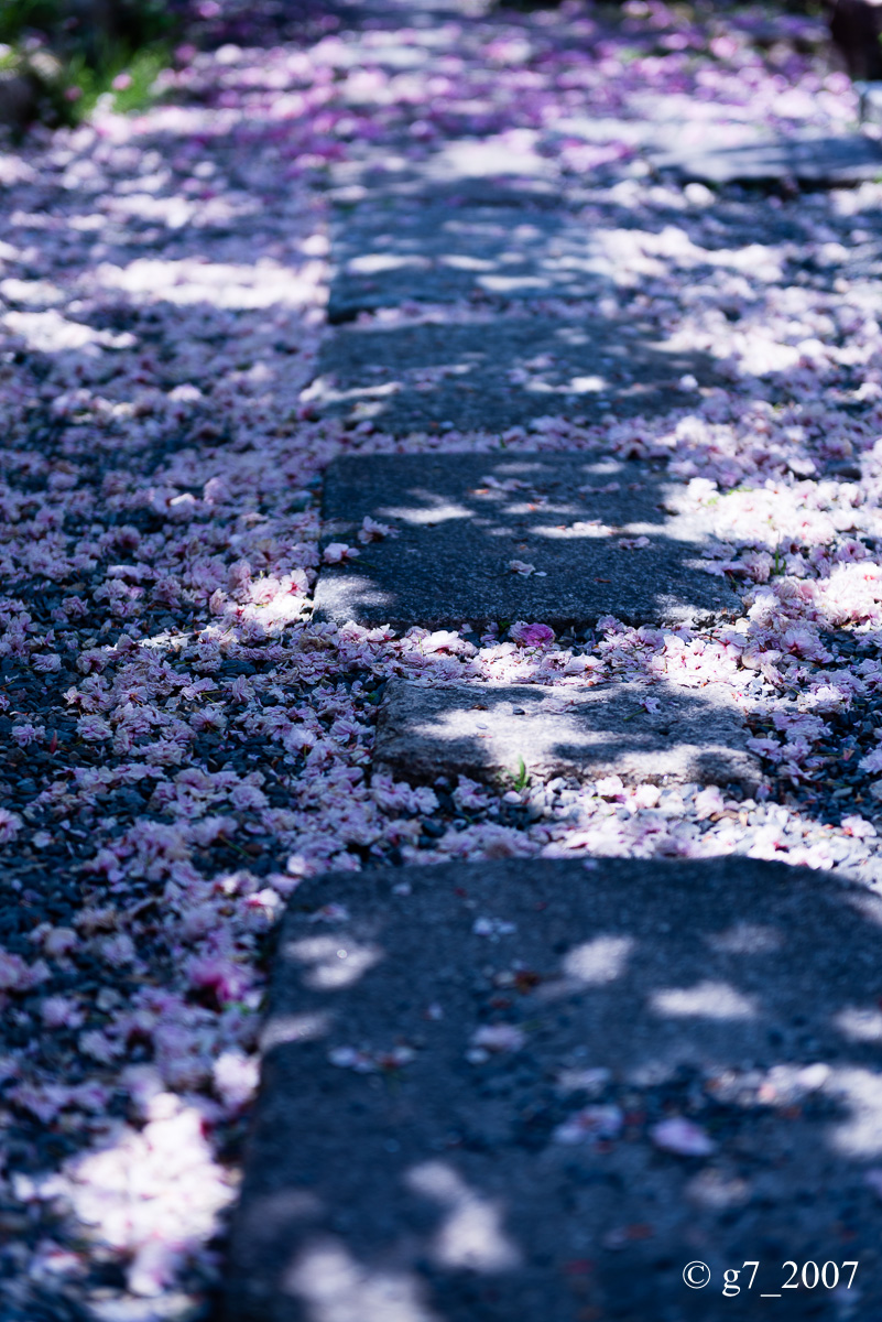 2014 桜　〜千本ゑんま堂〜_f0152550_1946196.jpg