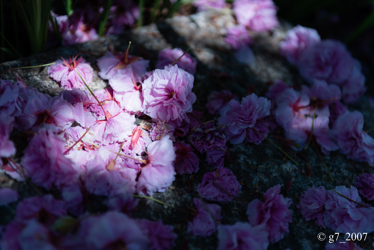 2014 桜　〜千本ゑんま堂〜_f0152550_19471721.jpg