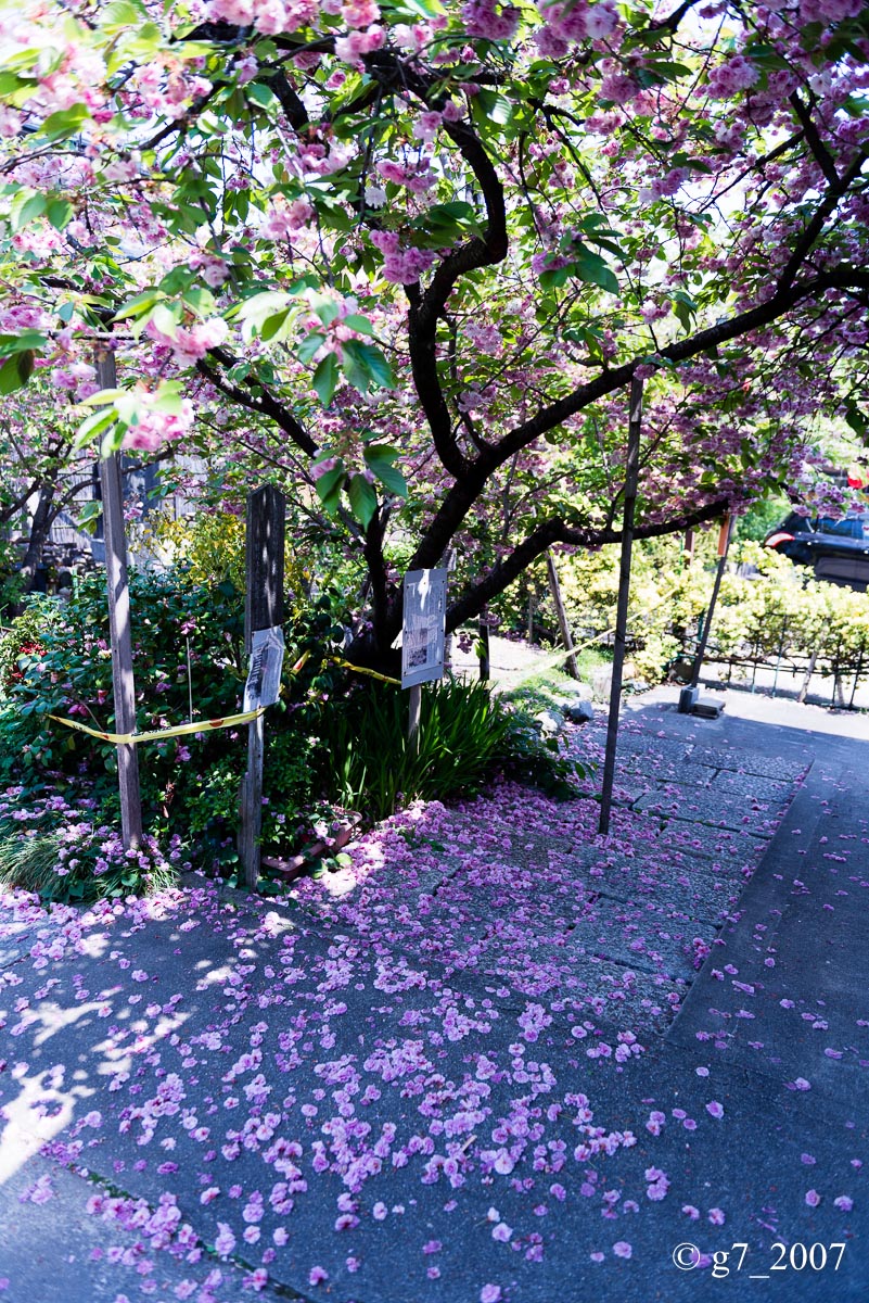 2014 桜　〜千本ゑんま堂〜_f0152550_19473484.jpg