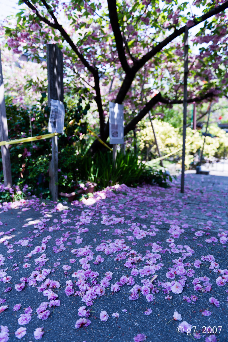 2014 桜　〜千本ゑんま堂〜_f0152550_19474875.jpg