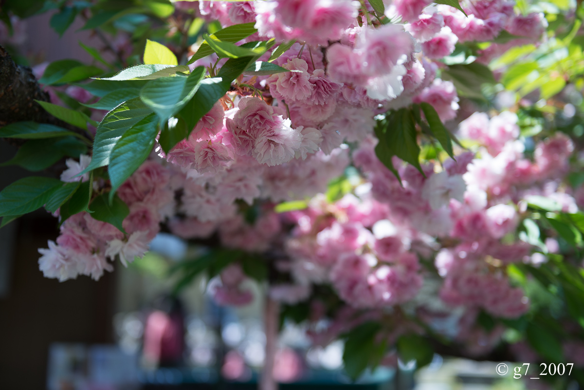 2014 桜　〜千本ゑんま堂〜_f0152550_1948442.jpg