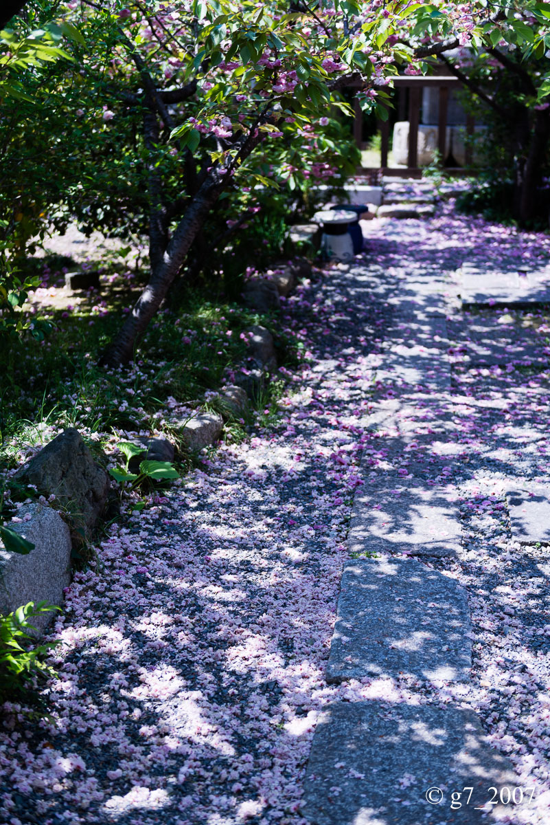 2014 桜　〜千本ゑんま堂〜_f0152550_1949252.jpg