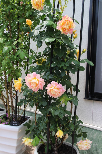 ポール セザンヌ その La Rose 薔薇の庭