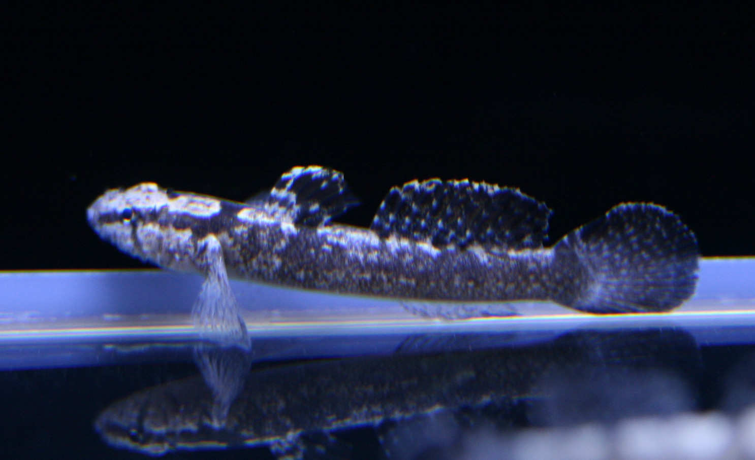 a0162261_18313874.jpg
