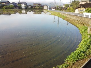 プチ便り( 田植え②)_a0206870_1082622.jpg