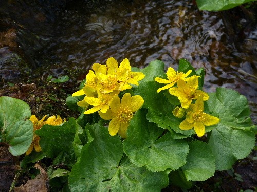 旭川市 北邦野草園のエゾノリュウキンカ 野に咲く北国の花