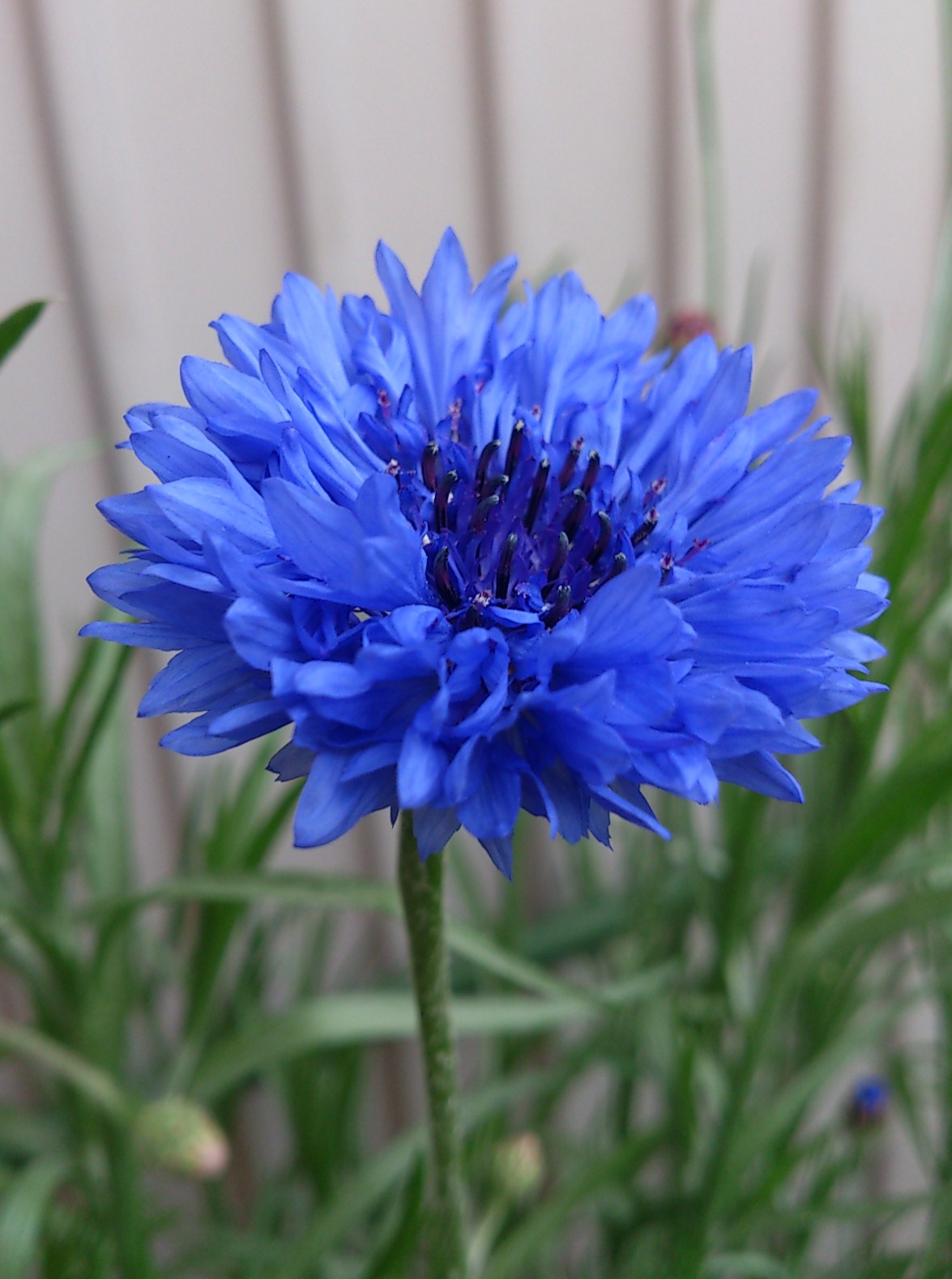 荒れ果てた庭に咲く青い花 一粒万倍日