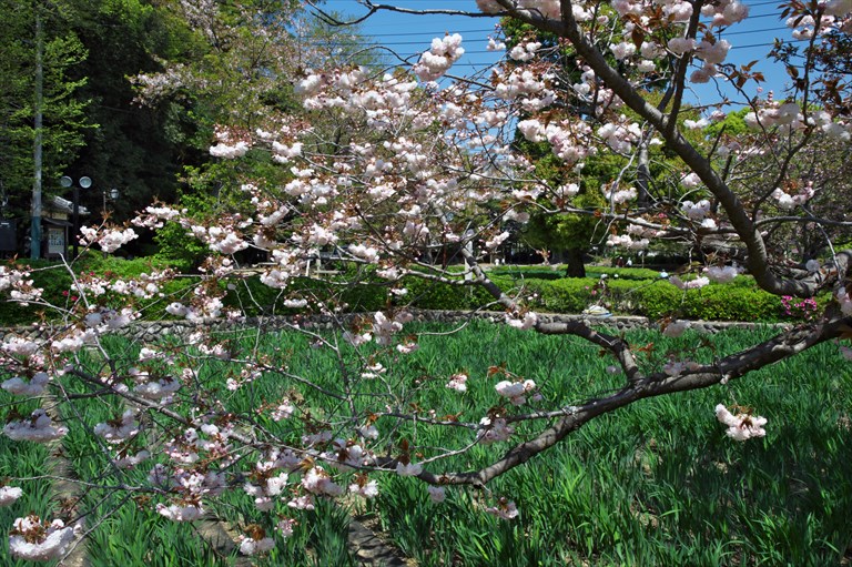 八重桜_f0239284_1503293.jpg