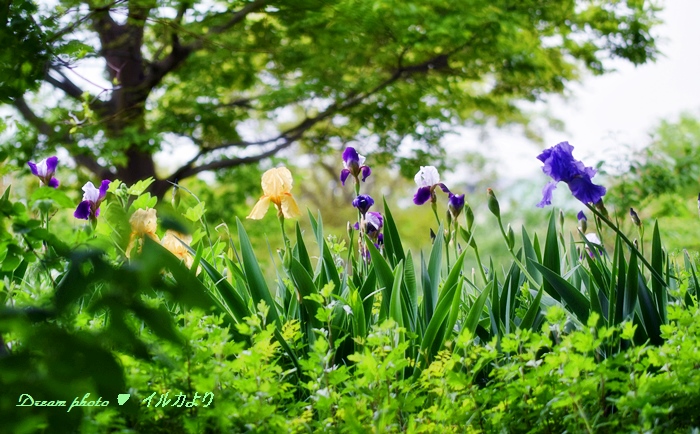 今日はいつもの公園のお花です！_f0304384_1358224.jpg