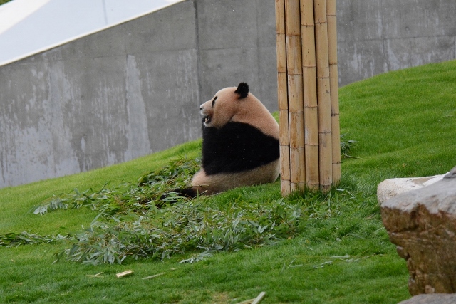 ２０１４年４月白浜パンダ見隊その７　海ちゃんも暴れ気味？_a0052986_23183229.jpg