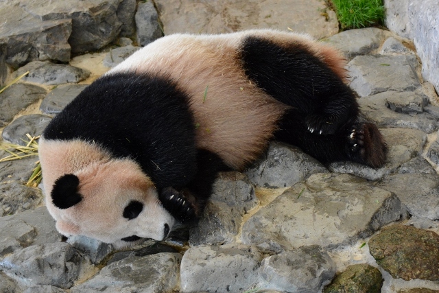 ２０１４年４月白浜パンダ見隊その７　海ちゃんも暴れ気味？_a0052986_2331779.jpg