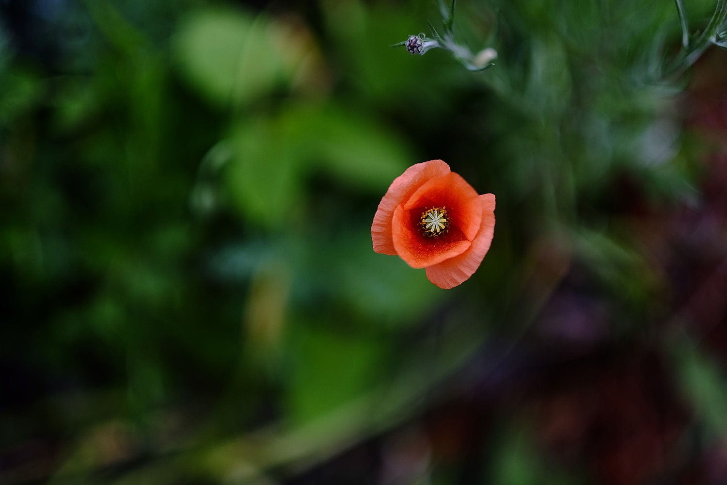 a0141586_16175211.jpg