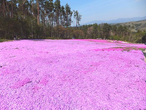 「ジュピアランドひらた」の芝桜_d0179686_1829406.jpg