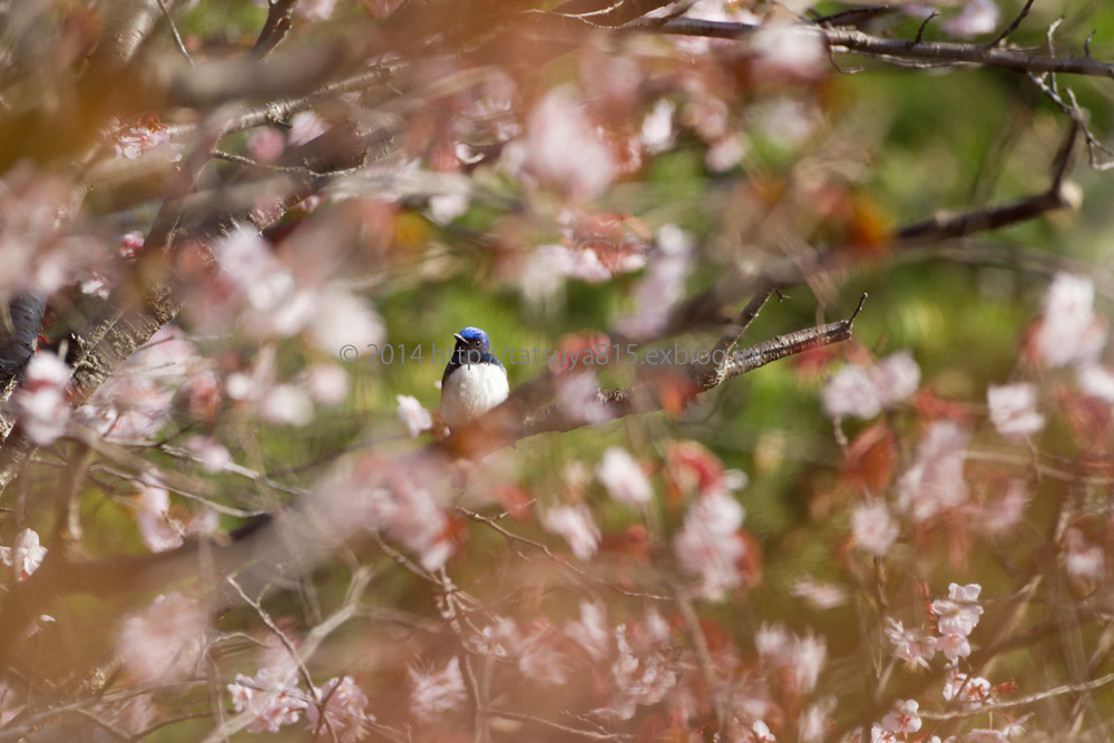 桜と夏鳥_a0141787_20595535.jpg