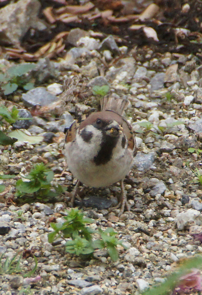 カメラ目線のスズメちゃん(6月撮影)_c0139591_973025.jpg