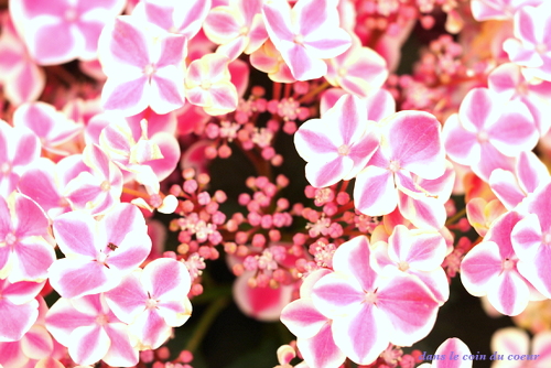 hydrangea_f0275893_00095365.jpg