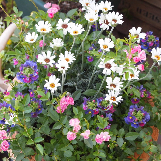 寄せ植えレッスンおこないます。_a0292194_2342585.jpg