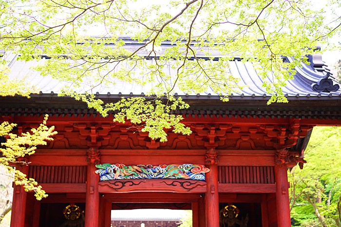 鎌倉海棠めぐり(2) 妙本寺の海棠 光則寺の海棠_b0145398_1731178.jpg