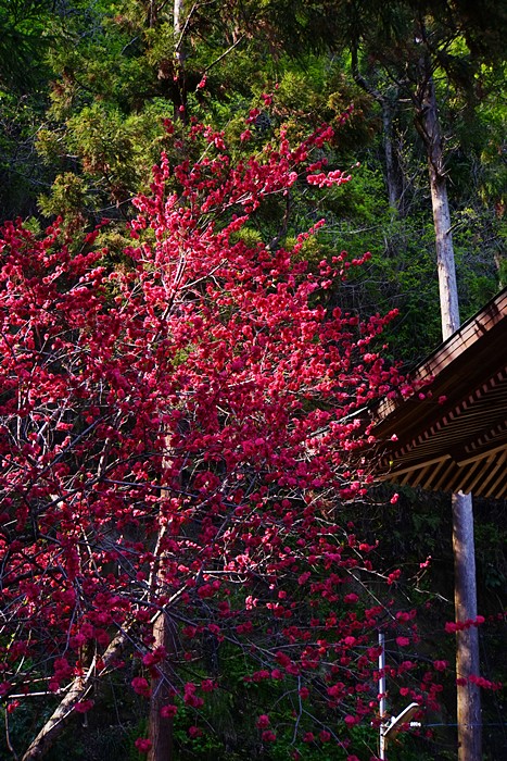 鎌倉海棠めぐり(2) 妙本寺の海棠 光則寺の海棠_b0145398_17384321.jpg